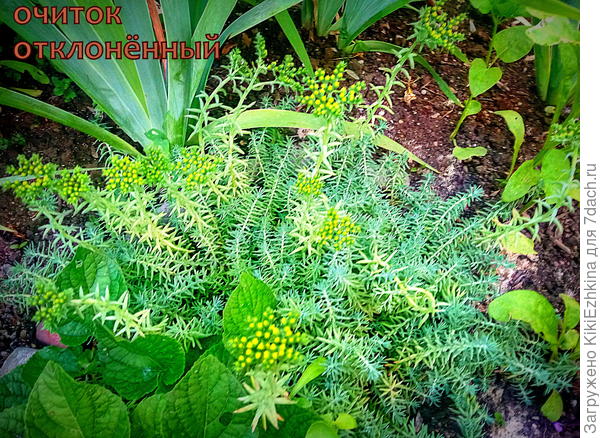 Название для себя  я  определила как Блю Форест - Синий лес ... Не знаю , насколько это правильно...