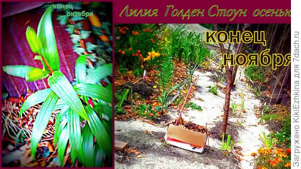 ТУТ  хронология их постепенного роста и развития...