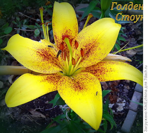 Редко мне нравятся  цветы жёлтого цвета-но этот цветок завораживает!