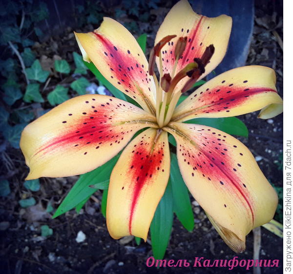 Единственный бутон расцвёл -  а как порадовал!