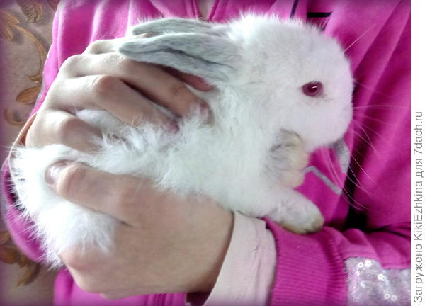 От  крольчихи -первородки из 6 крольчат выжил пока этот один... Собираемся прививать... Остальные до прививки не дотянули...