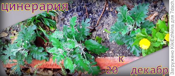 Дождливый день накануне первого снега в эту зиму...