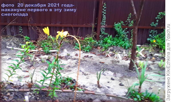 Прогноз предвещал  первые ночные  заморозки, было уже ясно- дольше  не  устоять!