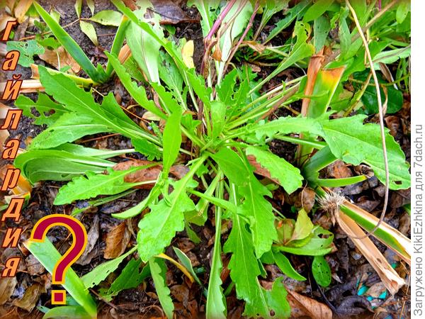 Розетка  Гайлардии  ли это?