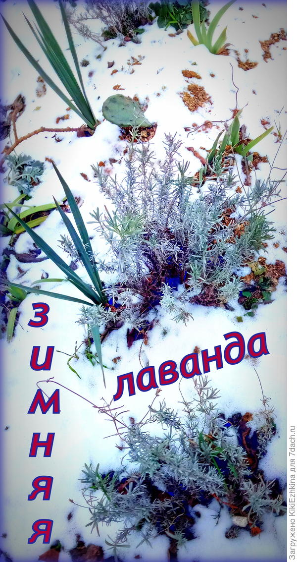 Эти кустики  Лаванды  в  зимний  период  чувствуют себя  лучше,чем  летом в  загущённых сорняках!  Любят простор  и чистое пространство  - иначе задыхаются и начинают закисать!