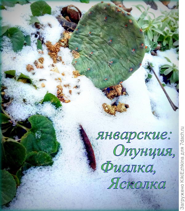 Сегодня  этот  снежок уже растаял  и  мы  начинаем  ждать весеннего цветения наших опунций!
