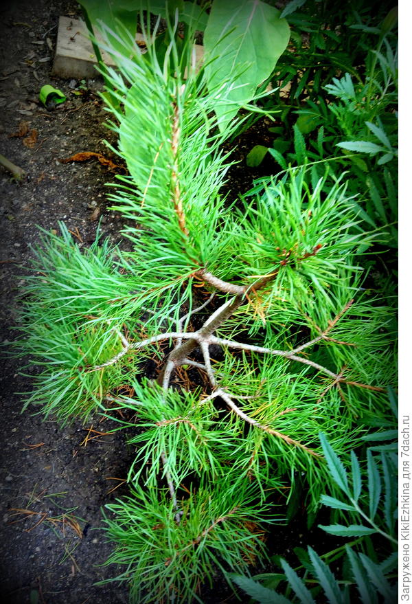 Чтобы  сосенка так распушила свои считанные  веточки  мне пришлось на 60 см от ствола полукругом  выкопать траншею  и  засыпать туда  мешок  торфа  кислого!