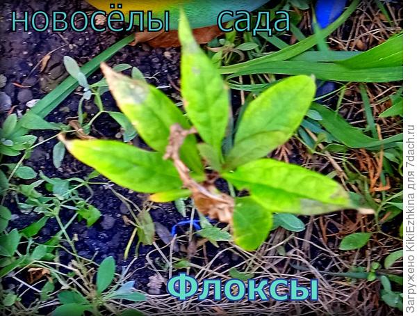 Посадили  их  под осень, теперь с нетерпением  ожидаем  как же они перезимуют  у нас  в саду  и  главное- какие  цветочки  мы  на них увидим.  Проблема у меня  как всегда  следующая:  тощие  неплодородные  почвы...Чем бы  поддержать мои  флоксы  теперь?