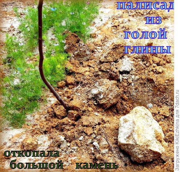 Этот большой камень из песчаника или  ракушечника (  не  уверена  в  правильности названия)   довелось выкопать  при прополке  пристволового  круга    вблизи  инжирчика.