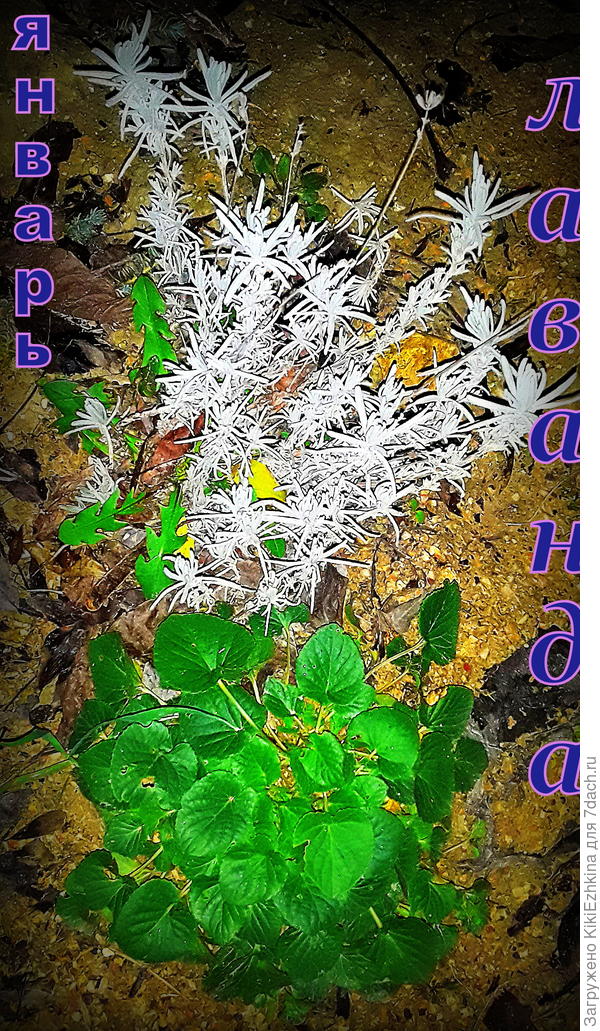 Первая  зимовка  лаванды  в  уличном палисаде  среди  фиалки и одуванчика... На  фотографиях поста  лаванда  такими  густыми зарослями  представлена- зависть берёт и не верится,что и  у нас  может такое  бурное  цветение   нарости...