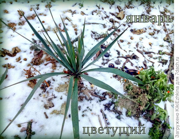 Фото  от 26 января , первый  снег выпал в  эту  зиму  21 декабря...  А  календула  всё  ещё  цветёт!!!  Надежды не теряет!