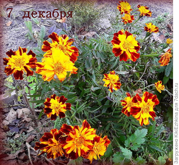 Цвели  до самого  первого   снега  21 декабря.  Сейчас  в  феврале  расчищала свою рабатку и заметила рассыпавшиеся по земле семенные  коробочки от бархатцев прошлого сезона.  Подумалось:  может и не стоит делать рассаду- взойдут самосевом,возможно?