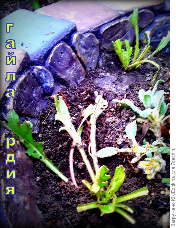 Как видите наша &amp;quot;весна&amp;quot; уже  вступила в свои права- мы  уже  возимся  в саду... Первой - пересадка на горке-улитке,  расчистка грядки гладиолусов,  рассаживание  прошлолетнего нивяника и  прошлолетней  Вечерницы Матроны...