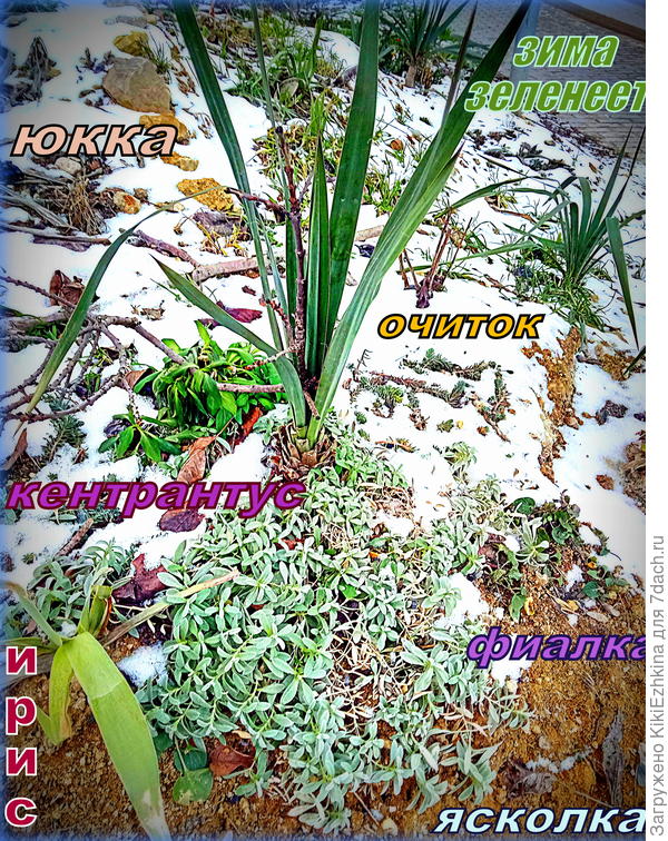 Мой зимний  заоградный  палисад: начало освоения...