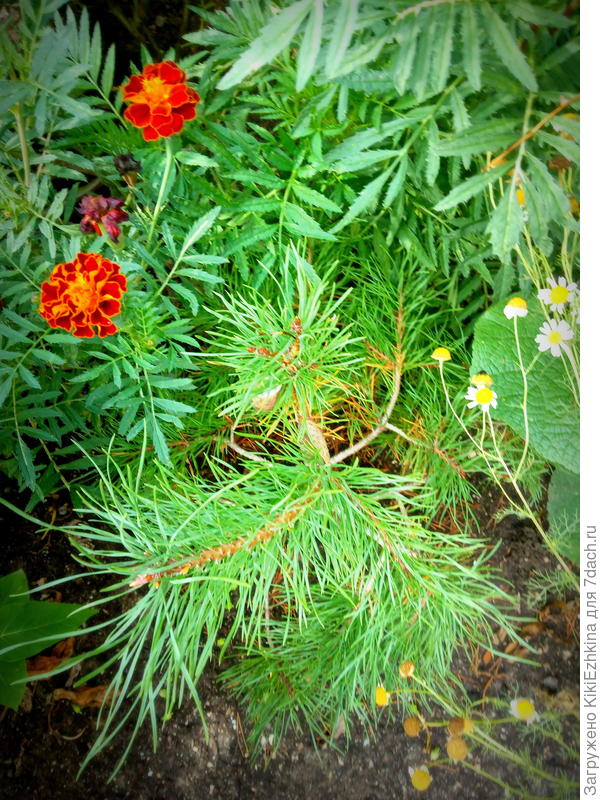 Теперь у этой  сосенки торчат  укороченные только две верхушки- остальных иголок НЕТ!