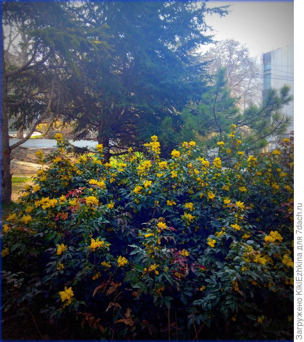 Как  видите  эти кусты  растут в  тени    деревьев, правда  вокруг солнце  весь год- крымское... :)