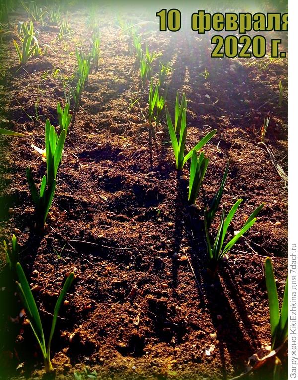 Вот эти самые  междурядья в первом сезоне  стоят рядочками ещё без песочной присыпки...  Теперь я  его между рядами присыпала слоем песка...