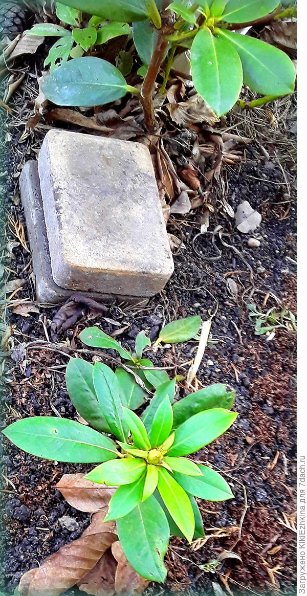 С лёгкой  руки Барона  мне   удалось отогнуть один отводок  рододендрона....