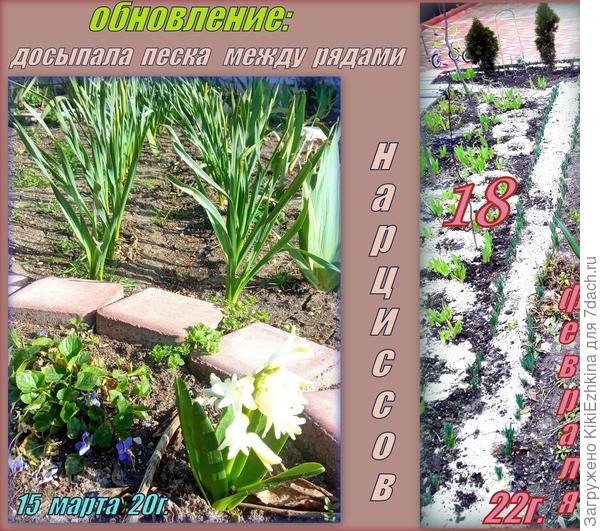 Вот как это  выглядит в  сравнении: первая  весна  нарциссов в нижнем саду  и  третья весна-  текущее время...
