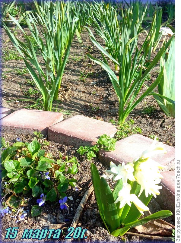 Первое  цветение гиацинтов  в нашем саду...