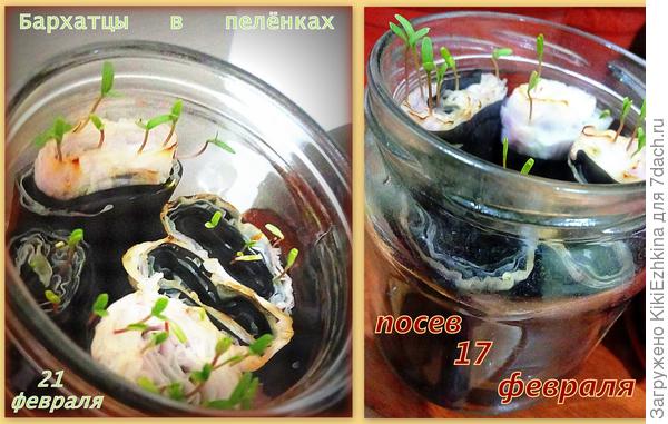 17 февраля   уложила в закрутки,  установила в баночки с водой, сегодня присмотрелась- через 4 дня  уже ростки торчат  2 см высотой!