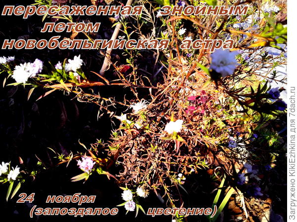 Переносить пришлось с  высоченными побегами в  засушливый  период,да  ещё  и поливы за оградой не столь обильны и регулярны как во дворе! ИТОГ  налицо:  скудное цветение... радует одно-  показал кустик себя живым... Посмотрим по весне как перезимует корневище!