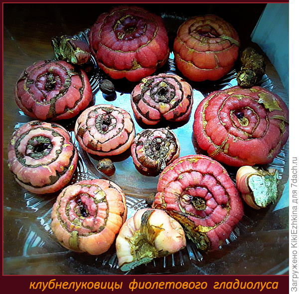 Вчера - 3 марта  высадила их на новое место :  около 14 луковиц (некоторые разрезанные) - понаблюдаем  сколько  взойдёт и зацветёт!