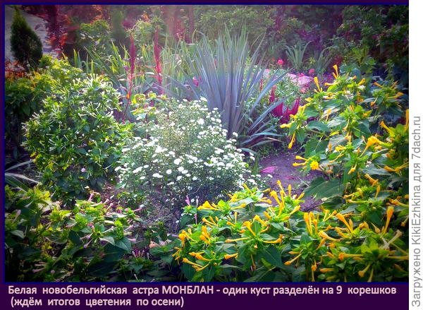 Таким  образом цвела  моя  астра  новобельгийская  после первой  зимовки в ОГ... Осень 2020 года...