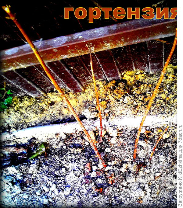 выглядит   кустик Гортензии как-то тщедушненько...