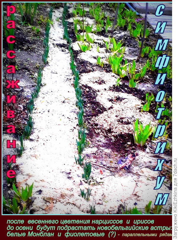 Высадила  симфиотрихум (делёнки корневища) и для наглядности присыпала  песочком  вокруг.ПРИ  прополке и рыхлении почва улучшится вокруг корней  моих многолетних астр...