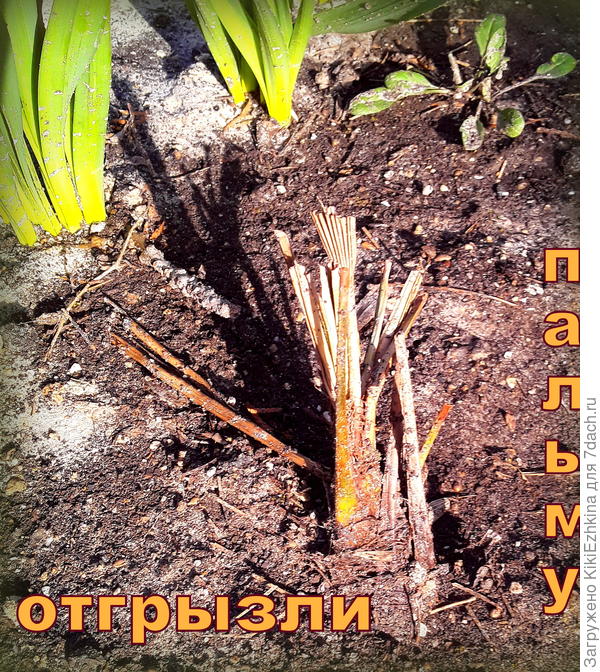 Как  думаете? - есть шанс  к  восстановлению?  И чем я могу  помочь этому бедному растению сейчас?