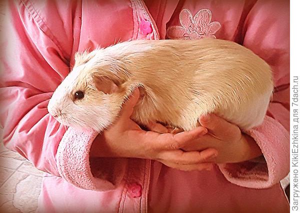 Сегодня  пришлось отобрать питомца и  усадить  в клетку- чтобы  очухался от  чрезмерной  заботы!