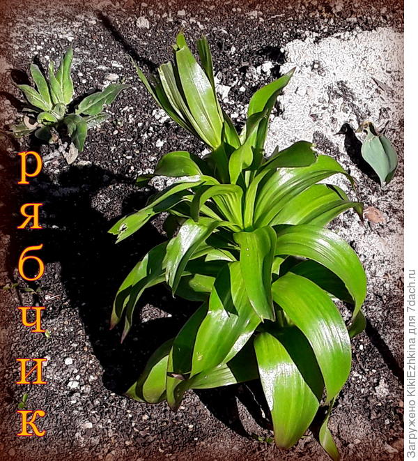 Новичок  нашего сада - внезапно  вылез и кинулся в рост...