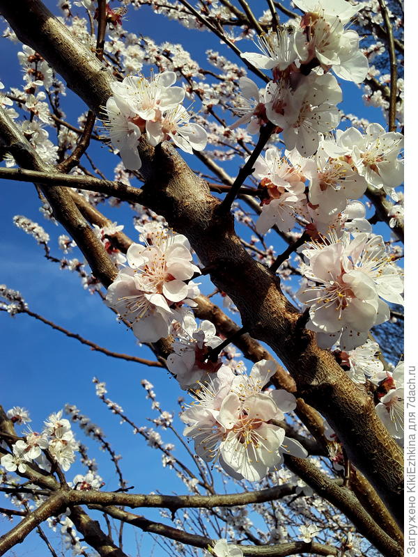 Цветение абрикоса - крупным планом... Слегка розоватые цветочки...