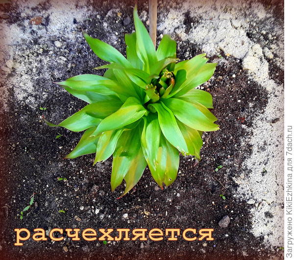 Обрадовался весне- попёр, а  тут сушняк кругом и ветры...  Пора   подступать к регулярным поливам!