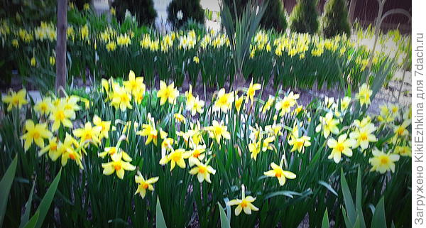 Третий год  в нижнем саду уже достаточно густое цветение  нарциссов. Самая  середина апреля!