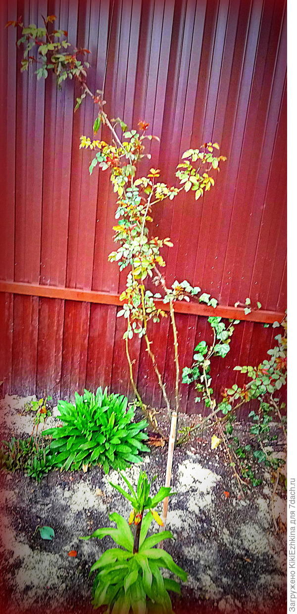 Прошлым  летом эта плеть уже  цвела карминно-малиновым  цветом...