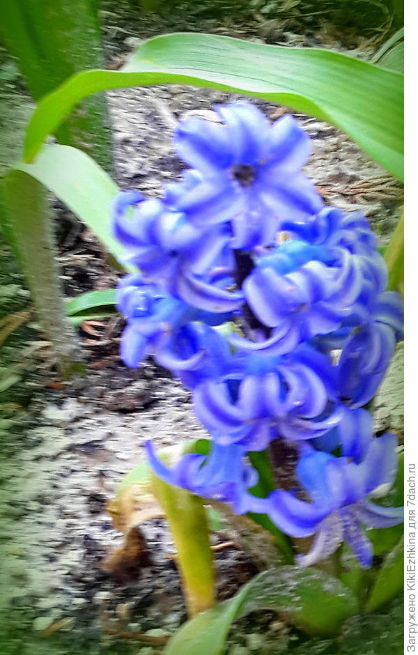 Нужно будет обязательно в этом сезоне по  поздней весне  выкопать и просушивать в течение всего лета  луковицы  гиацинтов...