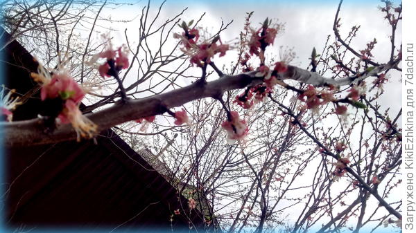 Приблизительно вот так  выглядит наша  текущая  погода :)