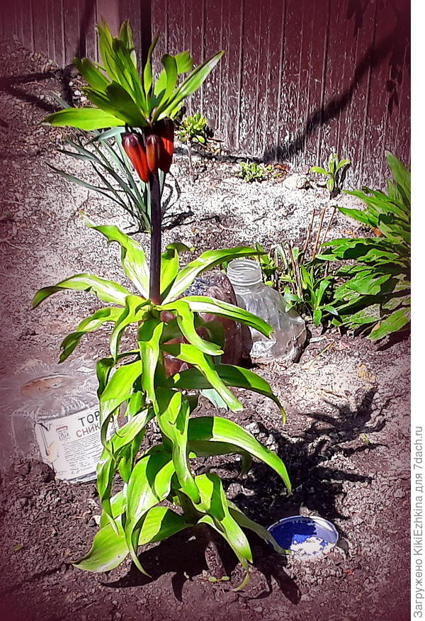 Набрал цвет к 15  апреля... Посажен с осени в рыхлую почву, по весне подкормила  сухими гранулами- селитры, нитрофоски.Надеюсь удастся  развести семена и рассадить в конце сезона...