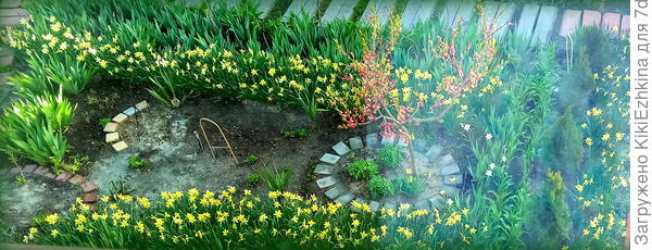 Третий год нарциссы на новом месте - обильное цветение...