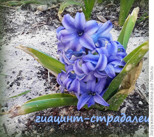 Перенесённый гиацинт страдает от ветров и малого количества дождей...