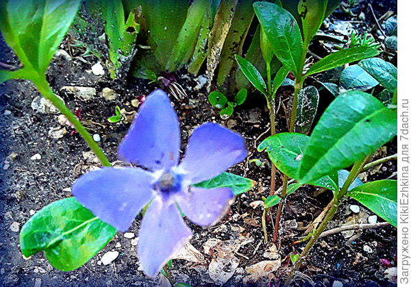 Самый  первый  цветок Барвинка  в  моём саду...