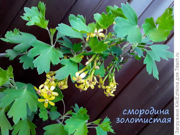 Наша погода  вызвала к цветению нашу золотистую смородину...