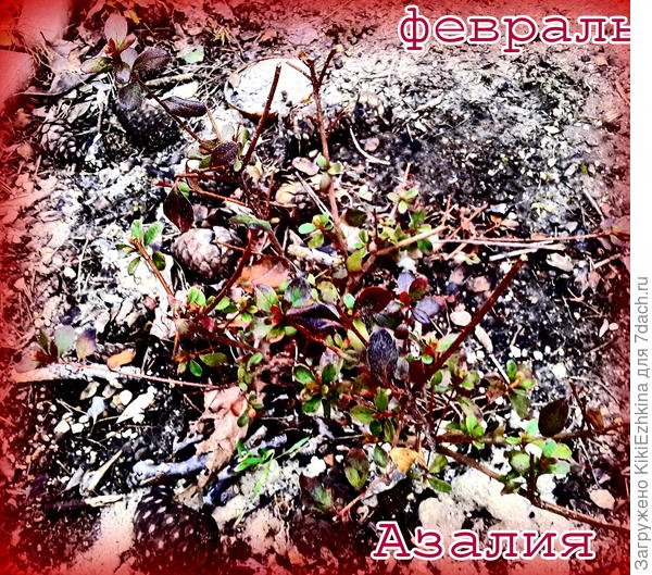 Вот и  азалия  после зимы грустно выглядит- наверное и ей  такая  подкормка не помешает...