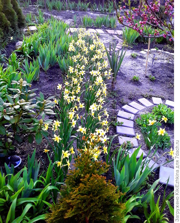 Первым  цветочным массивом  выступили нарциссы к середине апреля...