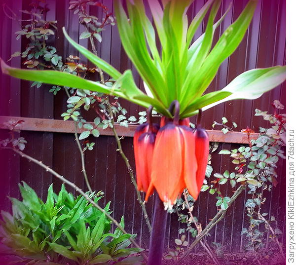 Начинает распускаться к 19 апреля ( в этом году весна холоднее чем в обычные годы)...