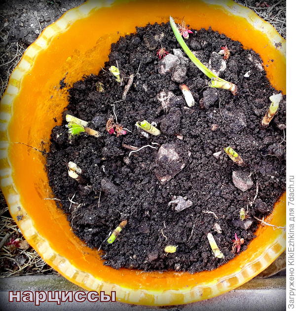 Правильно ли  я сделала удалив ботву,чтобы  улучшить луковицу к  перезимовке?