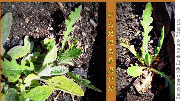 Рассаживала 7 корешков, выжило около 4 корней...