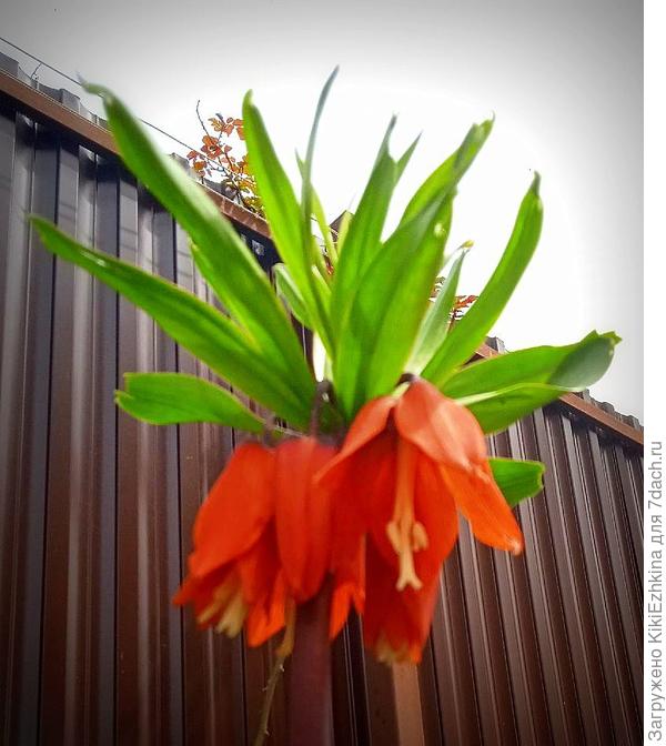 Первое  цветение первого Рябчика в нашем саду...